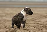 BOULEDOGUE AMERICAIN 252